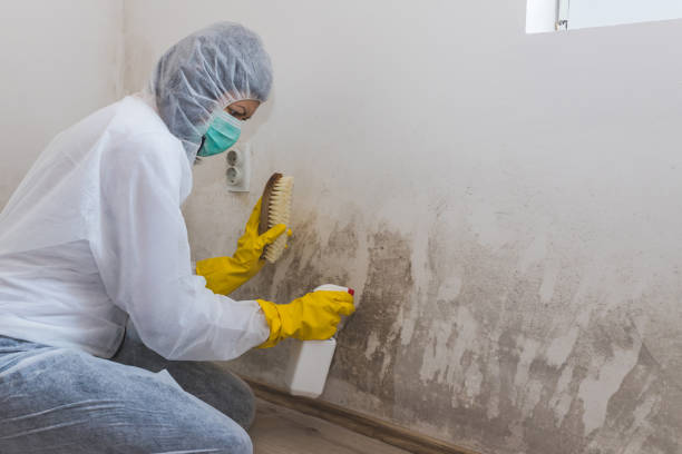 Best Industrial Mold Remediation in Belcourt, ND