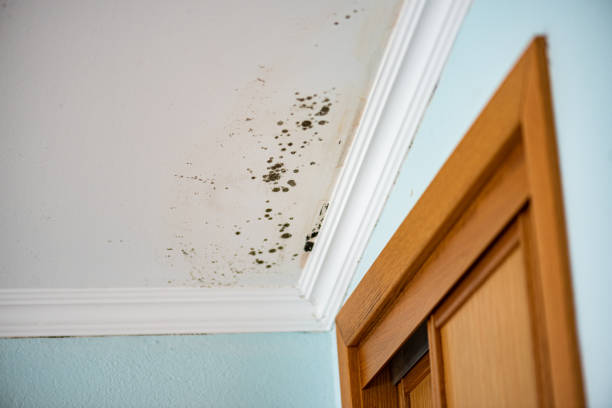 Best Basement Mold Remediation in Belcourt, ND