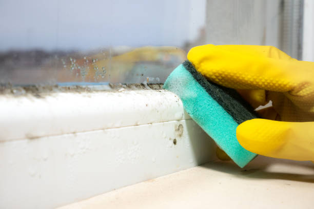 Best Residential Mold Remediation in Belcourt, ND