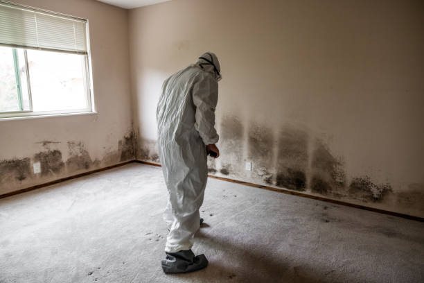 Belcourt, ND Mold Remediation Company