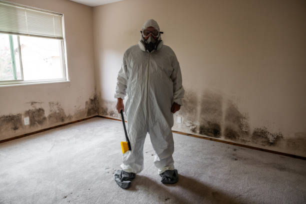 Best Post-Flood Mold Remediation in Belcourt, ND