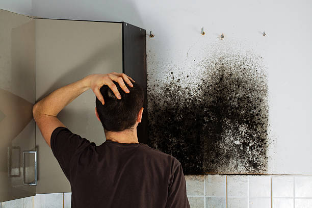 Best Mold Remediation for Specific Building Types in Belcourt, ND