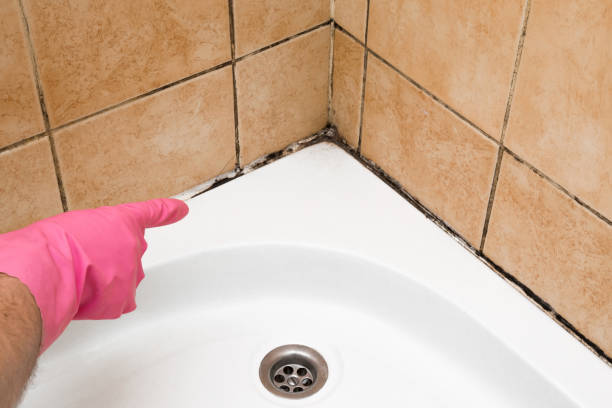 Best Crawl Space Mold Remediation in Belcourt, ND
