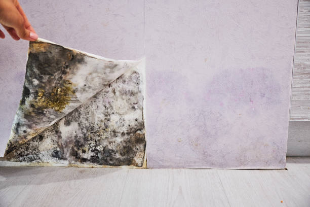 Best Black Mold Remediation in Belcourt, ND